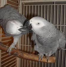 Congo African Grey Available.