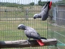Cute Pair of African Grey Parrots