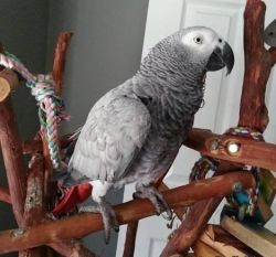 African grey parrot for sale-_tame!