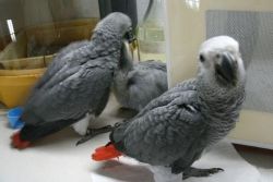 Healthy African Grey Parrots