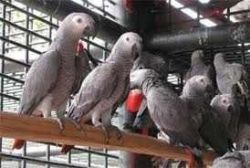 2 young talking African Grey Parrots