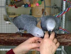 New!!! Healthy African Grey Parrots For Sale Img