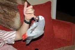 Lovely African Grey Parrots Dna