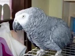 5 Months Old African Grey