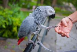 African Grey Parrots For U xxx-xxx-xxxx