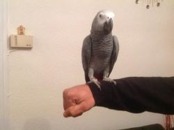 Great tamed African Talking Grey parrots