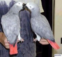 African Grey Parrot Breeding Pair For Sale.