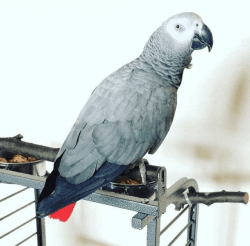well trained African Grey Parrots