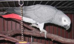 Super Tamed African Grey Parrots