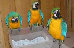 Amazing African Grey, Blue And Gold Macaw Parrots