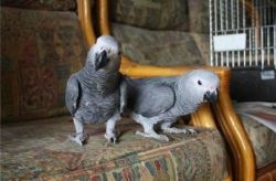 Cool African Grey for sale