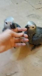 reared Baby African Grey Parrots