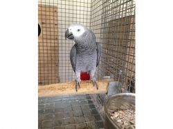African Grey Parrots Phone xxxxxxxxxx