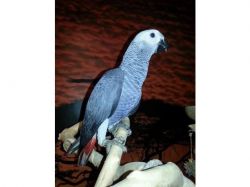 Hand reared baby African grey parrots