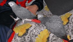 Intelligent African Grey Parrots For Sale Now.