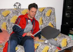 African Grey Parrot for Re-homing.