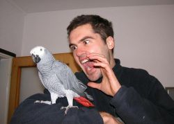 Checked Talking Congo African Grey Parrots