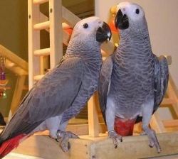 fv beautiful African Grey parrots