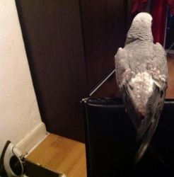 Cute african grey parrots for adoption