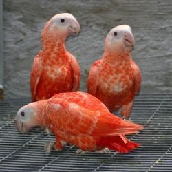 Baby Red Factor African Grey Parrots For Sale