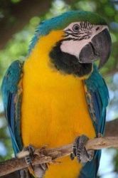 African Grey Blue Parrot