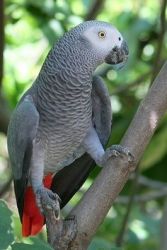 African-Grey birds