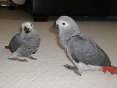 Talking African Grey Parrots