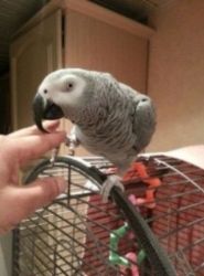 Hand Raised African Grey parrots