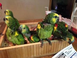 Macaw parrots, cockatoos, Grey parrots, Amazon parrots and fertile egg