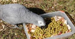 Talking Female African Grey Parrot for adoption