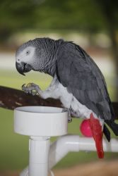 African Grey parrot for sale