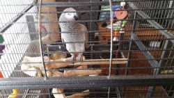 13 months African Grey parrot