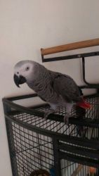 African Grey Parrot and all accessories.