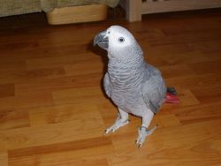 Talking Congo African Grey Parrot For Sale