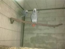 Intelligent African Grey Parrots for sale now.