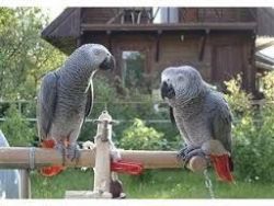 African Grey Parrot for Re-homing.