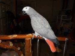 Lovely Congo African grey needs home