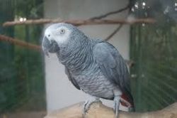 Talking pair Of African Grey Parrots available for adoption