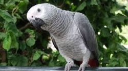 Talkative African Grey Parrot For Adoption