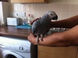 PAIR OF TALKING AFRICAN GREY PARROTS MALE AND FEMALE DNA PROVEN