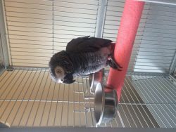 Female African grey with cage for sale