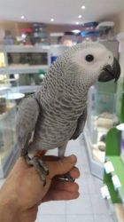 Hand Reared Cuddly Tame African Grey Baby