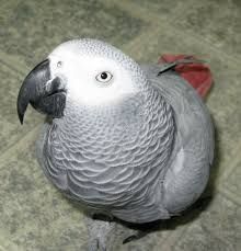 african grey parrots for sale(male and female)