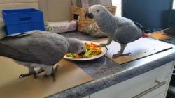Gorgeous Hand Reared Baby Red Factor African Grey Parrots For Sale