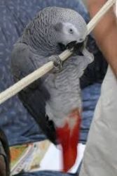 African Grey Parrot for sale now