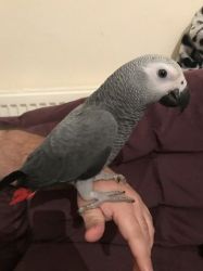 Paired African Grey parrots available