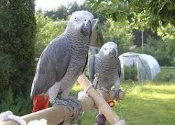 African Grey Parrots 400
