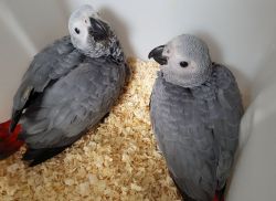 Paired Grey parrots available