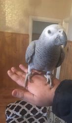 African Grey Baby Parrot 6 Mths Old