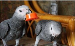 Pair of Congo African Grey parrots tamed